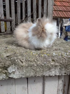 Uzgoj patuljastih kunica