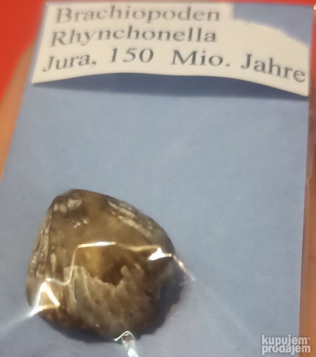 Brachiopoden Rhynchonella fosil iz doba Jure