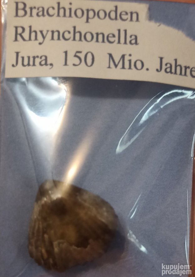 Brachiopoden Rhynchonella fosil iz doba Jure