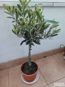 Maslina