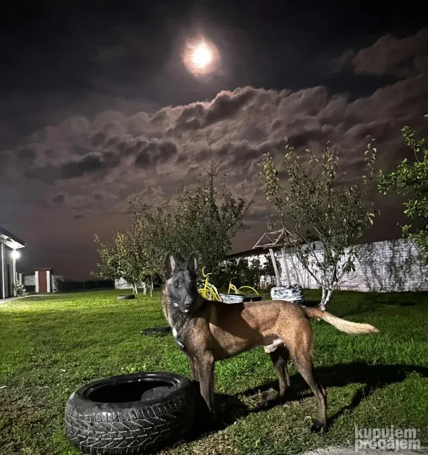 Belgijski ovčar Malinoa TAMAN mužijak PARENJE