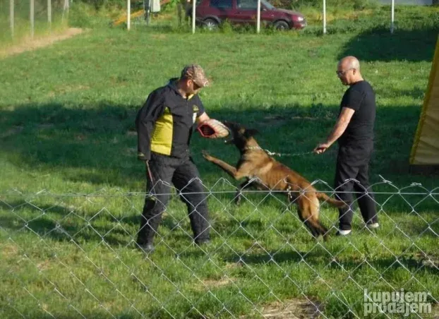 Belgijski ovčar Malinoa TAMAN mužijak PARENJE