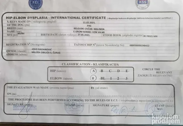 Belgijski ovčar Malinoa TAMAN mužijak PARENJE