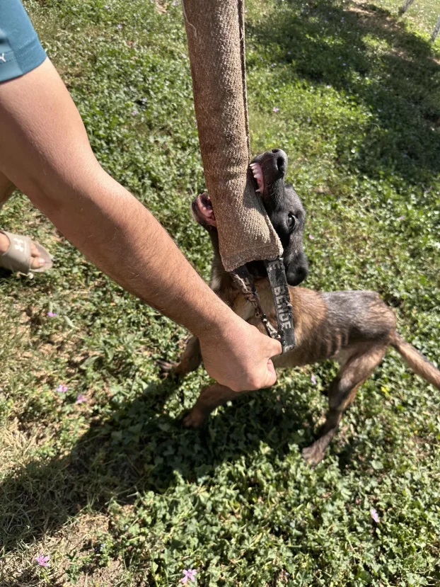 Belgijski ovčar Malinoa TAMAN mužijak PARENJE