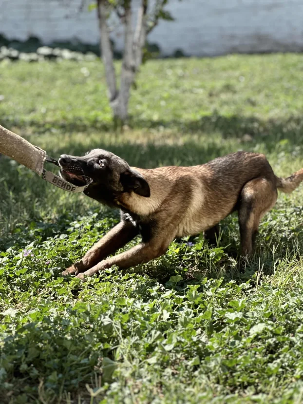 Belgijski ovčar Malinoa TAMAN mužijak PARENJE