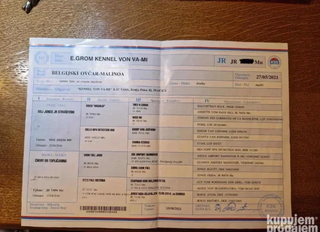 Belgijski ovčar Malinoa TAMAN mužijak PARENJE