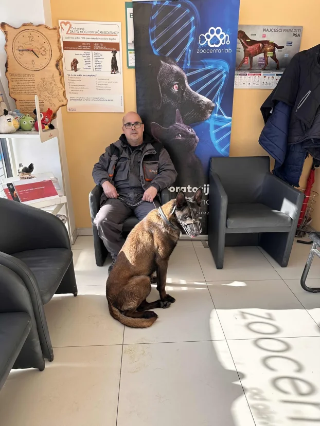 Belgijski ovčar Malinoa TAMAN mužijak PARENJE