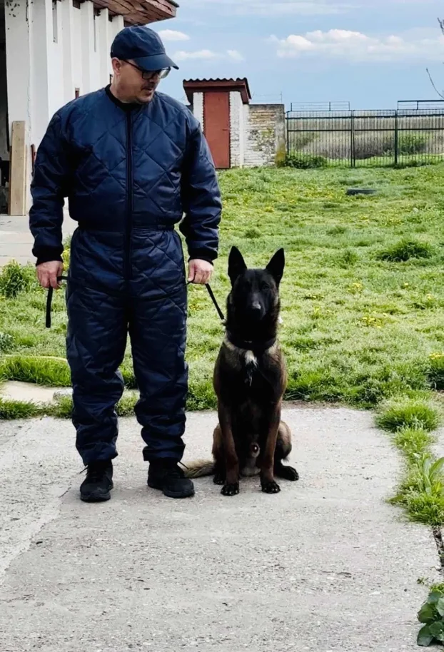 Belgijski ovčar Malinoa TAMAN mužijak PARENJE