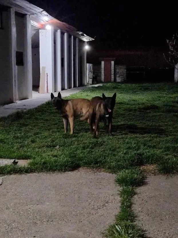 Belgijski ovčar Malinoa TAMAN mužijak PARENJE