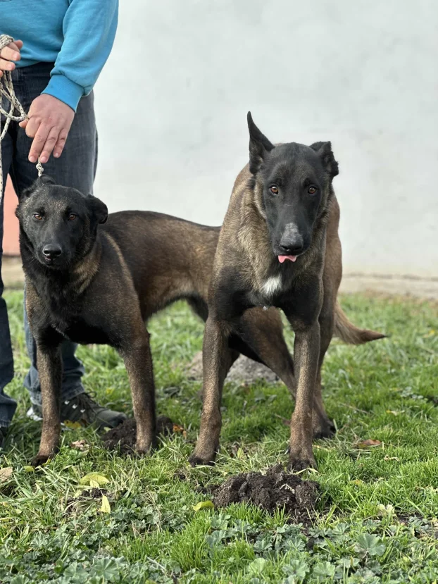Belgijski ovčar Malinoa TAMAN mužijak PARENJE