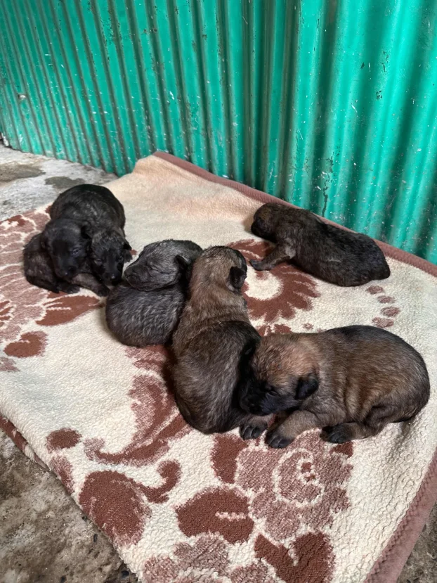 Belgijski ovčar Malinoa TAMAN mužijak PARENJE