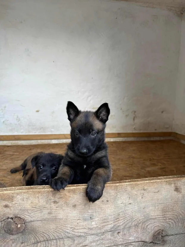 Belgijski ovčar Malinoa TAMAN mužijak PARENJE