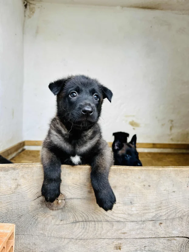 Belgijski ovčar Malinoa TAMAN mužijak PARENJE