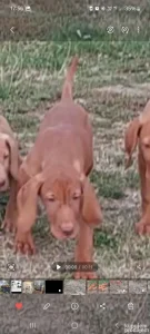 Zensko stene madjarske vizle