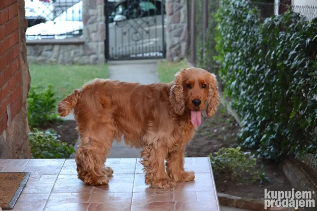 Koker Španijel parenje