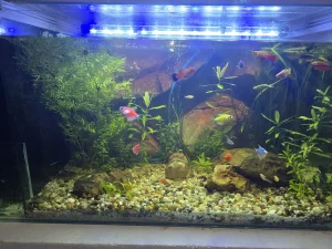 Akvarijum 110 litara