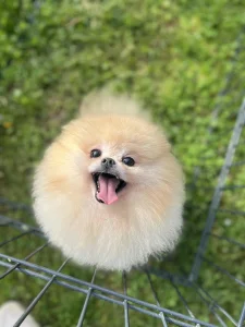 Pomeranac