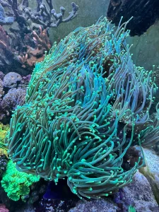 euphylia glabrescens