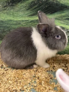 Patuljasti zecevi lavlja glava