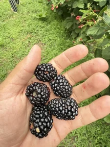 Na prodaju sveže, domaće kupine