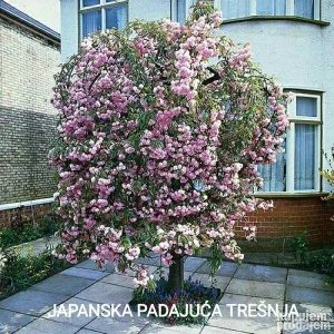 Sadnice padajuća ukrasna trešnja