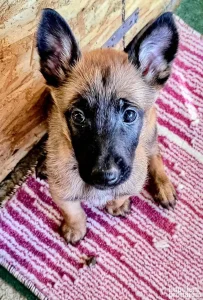 Stene Malinoa - Muzjak - Belgijski Ovcar - pedigre (jos 2)