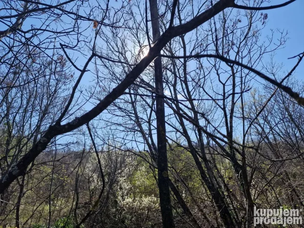12600 m2 u komadu između Sremskih Karlovaca i Čortanovaca