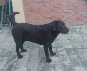 Labrador braon
