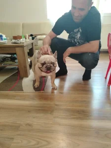 Francuski buldog Merle