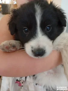Prodajem štence Border Koli- Collie