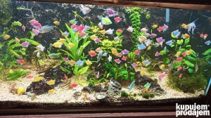 Akvarijumske ribice-Resnik-Rakovica-Beograd
