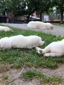 Na prodaju mesanci labradora retrivera