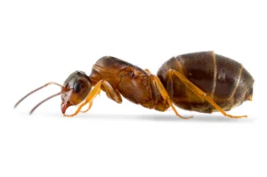 Mravi - vrsta Lasius emarginatus
