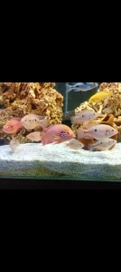 Hemichromis lifalili može zamena