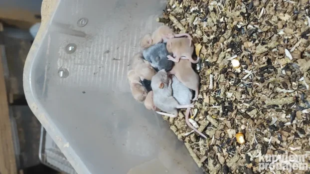 Glodari ( misevi, africki misevi i pacovi)