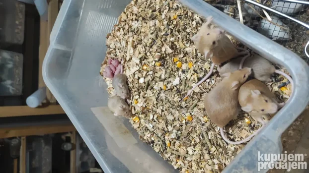 Glodari ( misevi, africki misevi i pacovi)