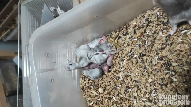 Glodari ( misevi, africki misevi i pacovi)