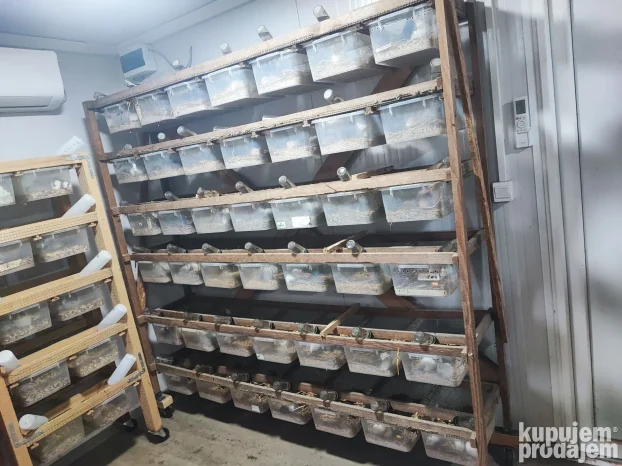 Glodari ( misevi, africki misevi i pacovi)