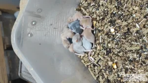 Glodari ( misevi, africki misevi i pacovi)