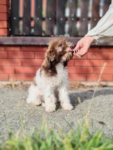 Štene lagotta romagnola