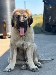 Vrhunsko leglo kavkaskih ovčara muški i ženski