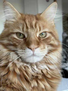 Preslatki Maine Coon macici