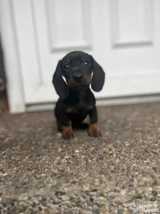 jazavicari crni i merle PREVOZ