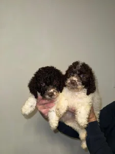 štenci lagotto romagnolo