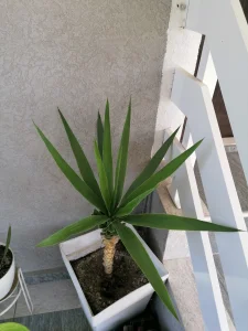 Drvo života-juka