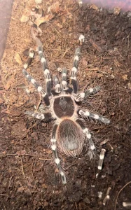 Tarantula Acanthoscurria Geniculata
