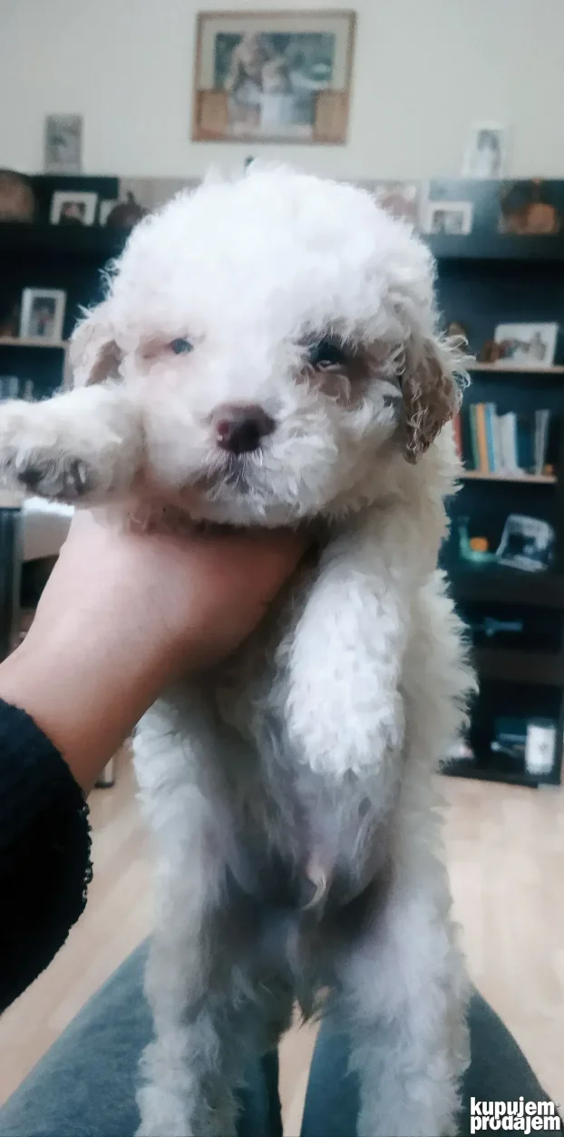 Lagotto romagnolo - stenci