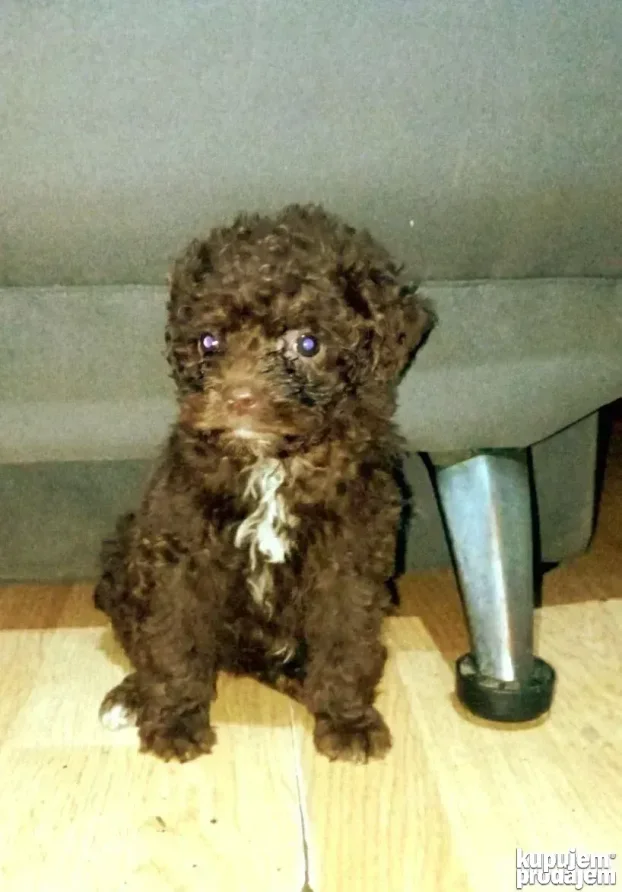 Lagotto romagnolo - stenci