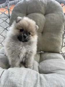 Pomeranski spic oranz boja