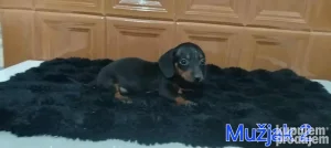 Na prodaju štenci patuljasti jazavičar